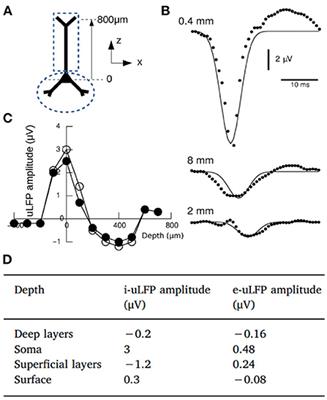 Mean-field based framework for forward modeling of LFP and MEG signals